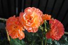 Westerland