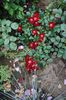 Bienenweide Rot