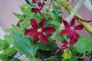 clematis Vitiwester