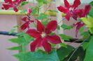 clematis Vitiwester