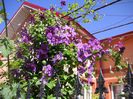 clematita vecinului..