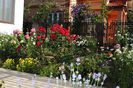 gradina 11 iunie