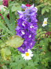 Delphinium