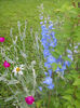 Delphinium