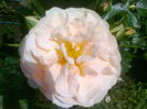 Sangerhauser Jubilaumsrose