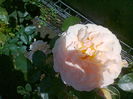 Sangerhauser Jubilaumsrose