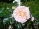 Sangerhauser Jubilaumsrose