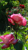 DSC01601