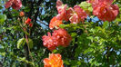DSC01615