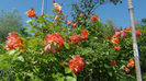 DSC01619