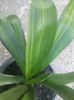 clivia variegata