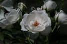 rose schneewittchen