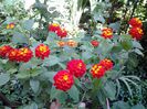 lantana rosie