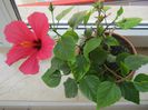 Hibiscus 04