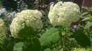 Hortensia Anabelle