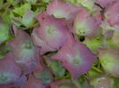 DSCN7879