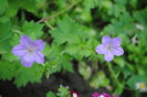 geranium vlassovianum