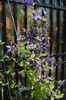 clematis Tie Dye,13 iunie