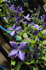 clematis Tie Dye