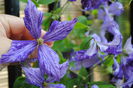 clematis Tie Dye