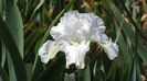 White Reprise