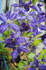 clematis Tie Dye