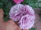 Lavander Ice