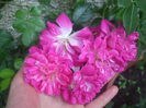 poza flori 443
