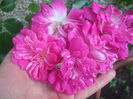 poza flori 445