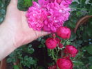 poza flori 446