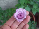 poza flori 450