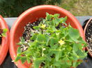 oxalis galben