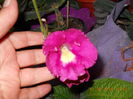 streptocarpus