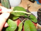 seminte streptocarpus