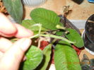 seminte streptocarpus