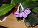streptocarpus