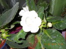 gloxi alba