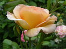 P1019365