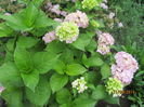 Ortensie