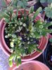 crassula