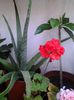aloe plumerie si muscate