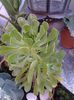 aeonium green