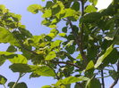 Paulownia 2014-05-25