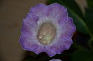 Glimmer