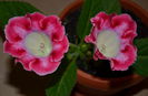 Rosalinda
