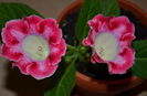 Rosalinda
