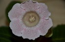 Tigrina Pink
