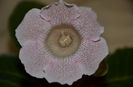 Tigrina Pink