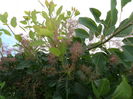 Cotinus Scupra