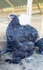 SAM_0830 (2)